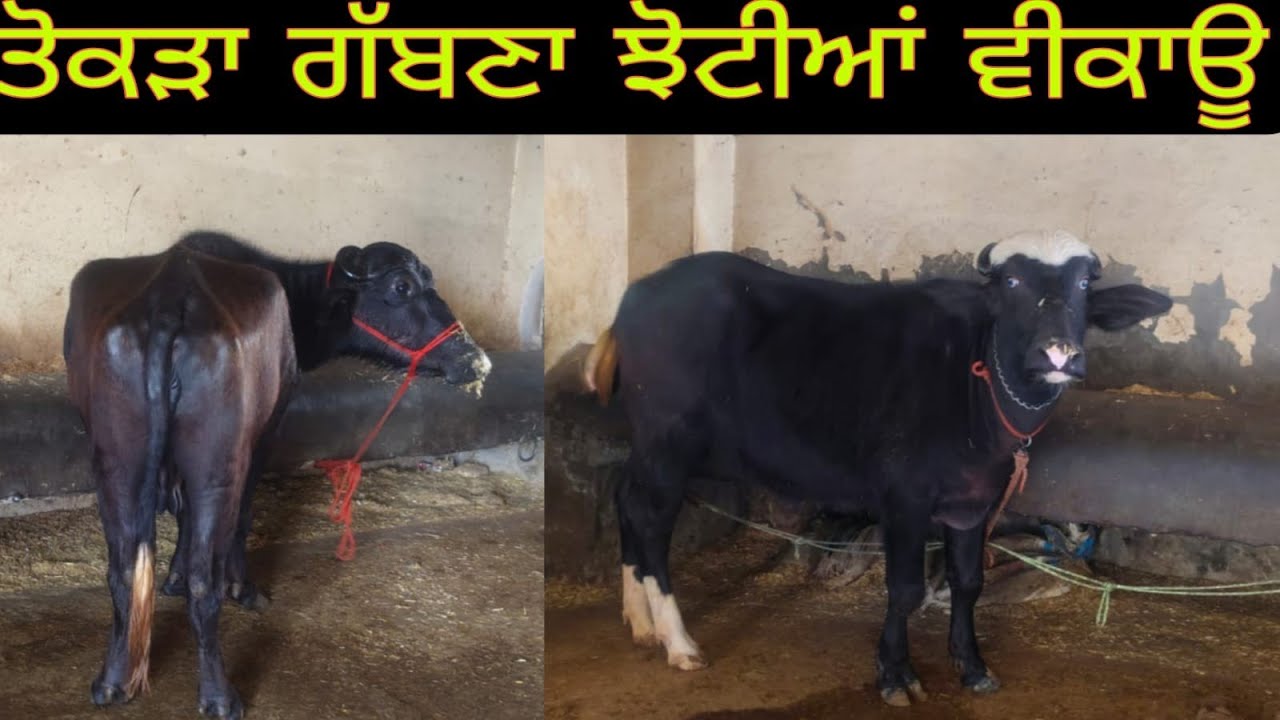 ਫ਼ੋਨ 99144-60561 ਤੋਕੜਾ ਗੱਬਣਾ ਝੋਟੀਆਂ ਦਾ ਜੋੜਾ ਬਿਲਕੁੱਲ ਮੁਫਤ ਲੁੱਟ ਲਓ ਮੇਲਾ 