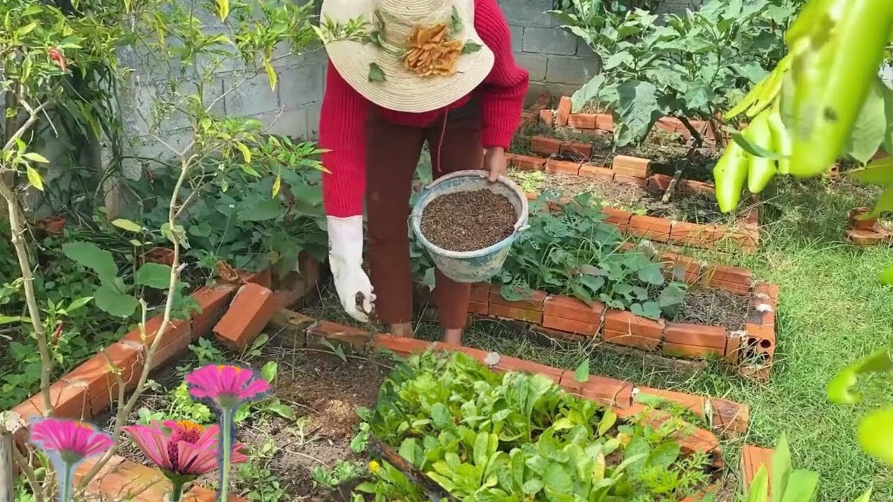 How to Apply fertilizer in garden ,Life in rural