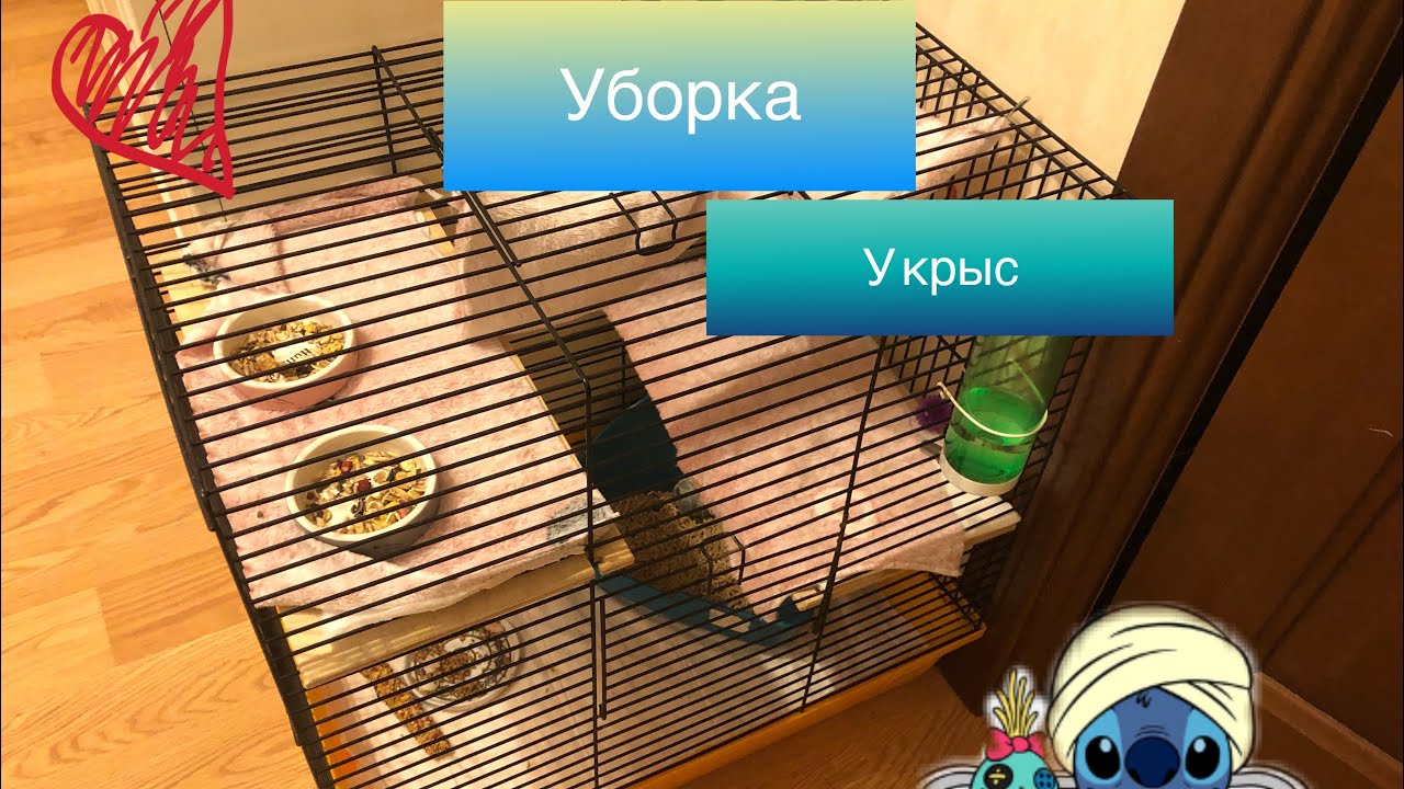 Уборка в клетке у декоративных крыс// что должно быть в клетке🐀