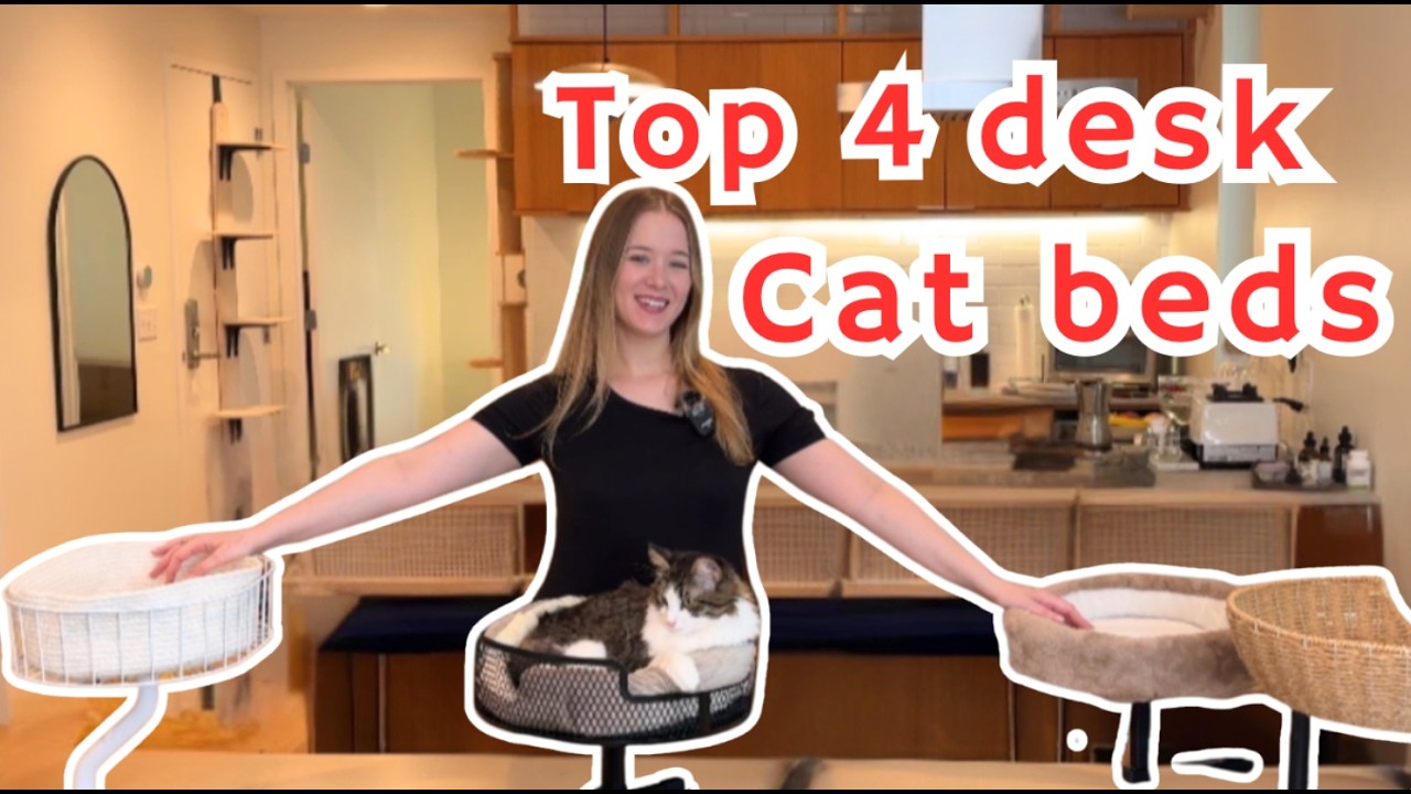 4 BEST desk cat beds on amazon right now
