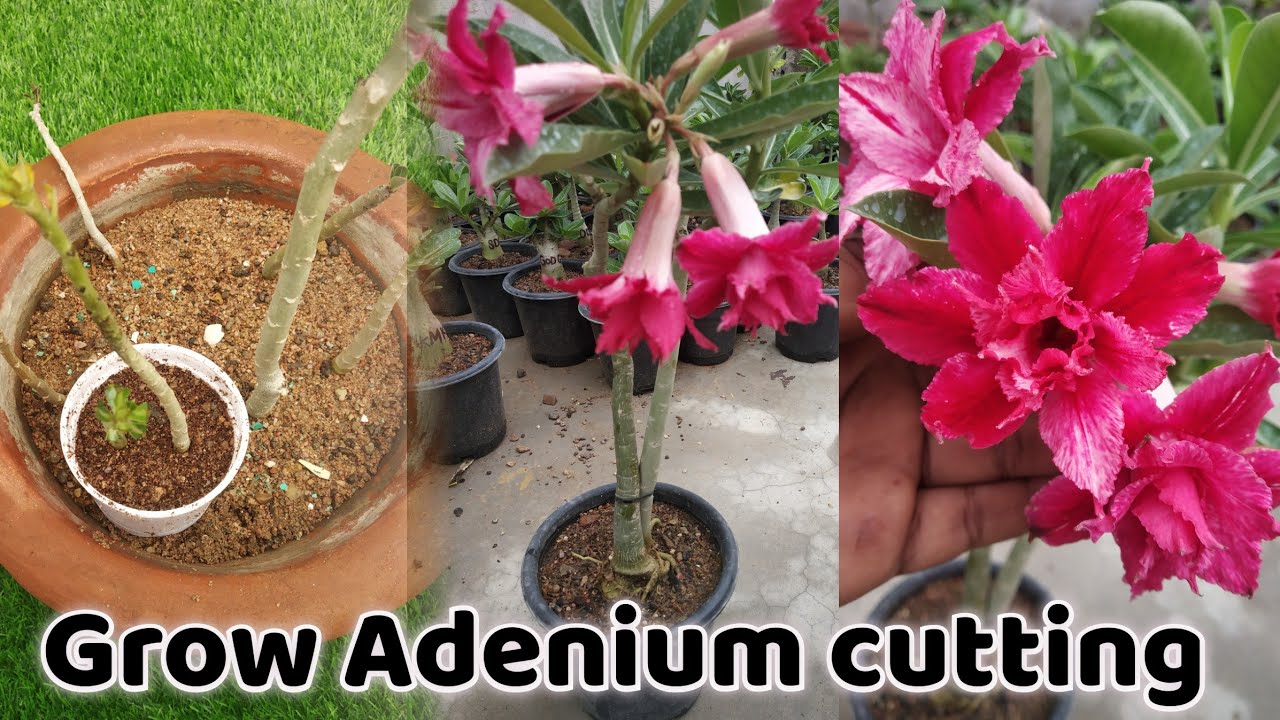 How to grow Adenium plant from cuttings #adenium #cutting  #adeniumcuttings