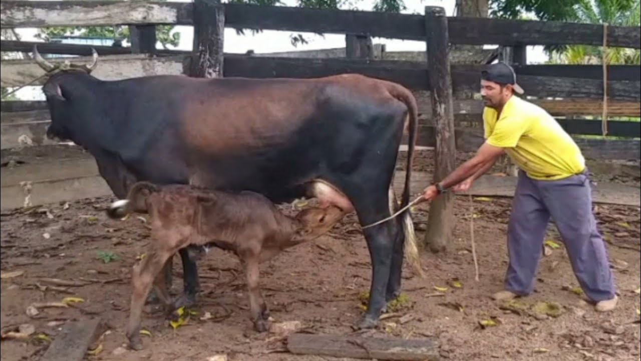 TROUXEMOS A VACA BRAVA PRO SÍTIO  PRA TERMINAR DE AMANSA + Esgotando