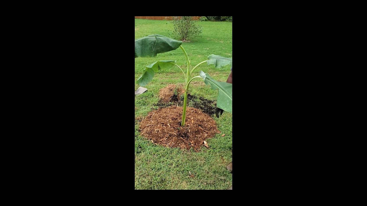 Planting My Ice Cream Banana Tree