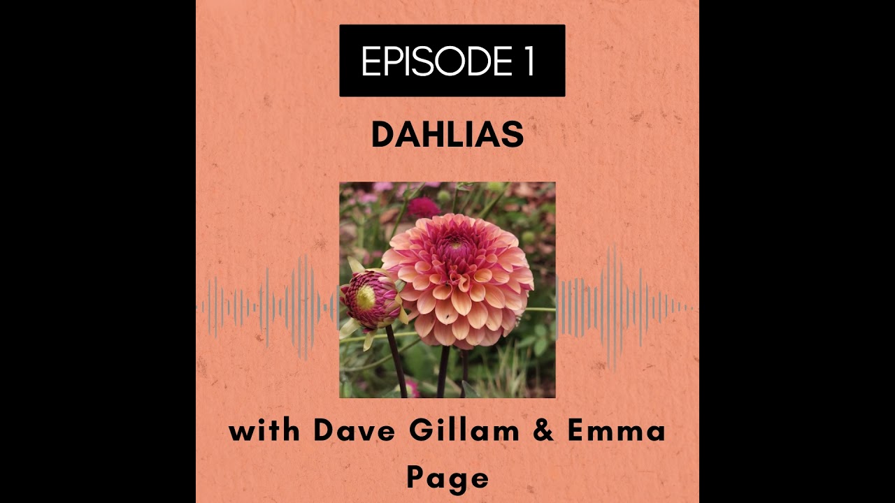 Episode 1 - Dahlias