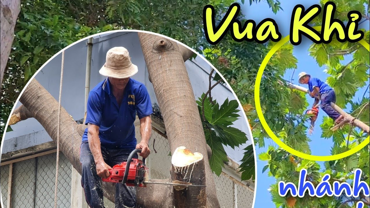 Thợ cưa thấy mủ nhiều bỏ về Chủ nhà cầu cứu Vua Khỉ đến Nhà Bè cưa Cây Sa Kê siêu to