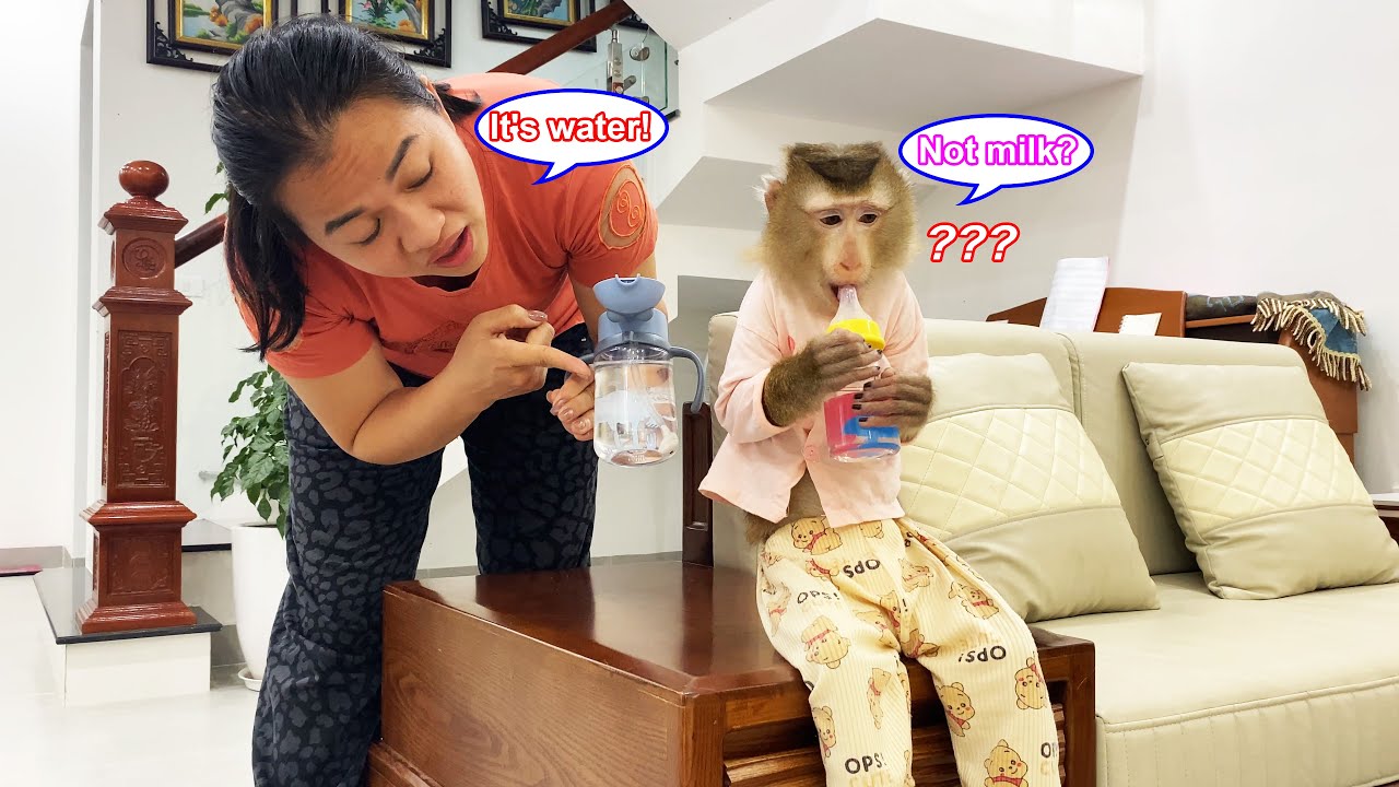 Monkey Lyly innocently drinks water from her baby bottle, and here's the truth behind it.