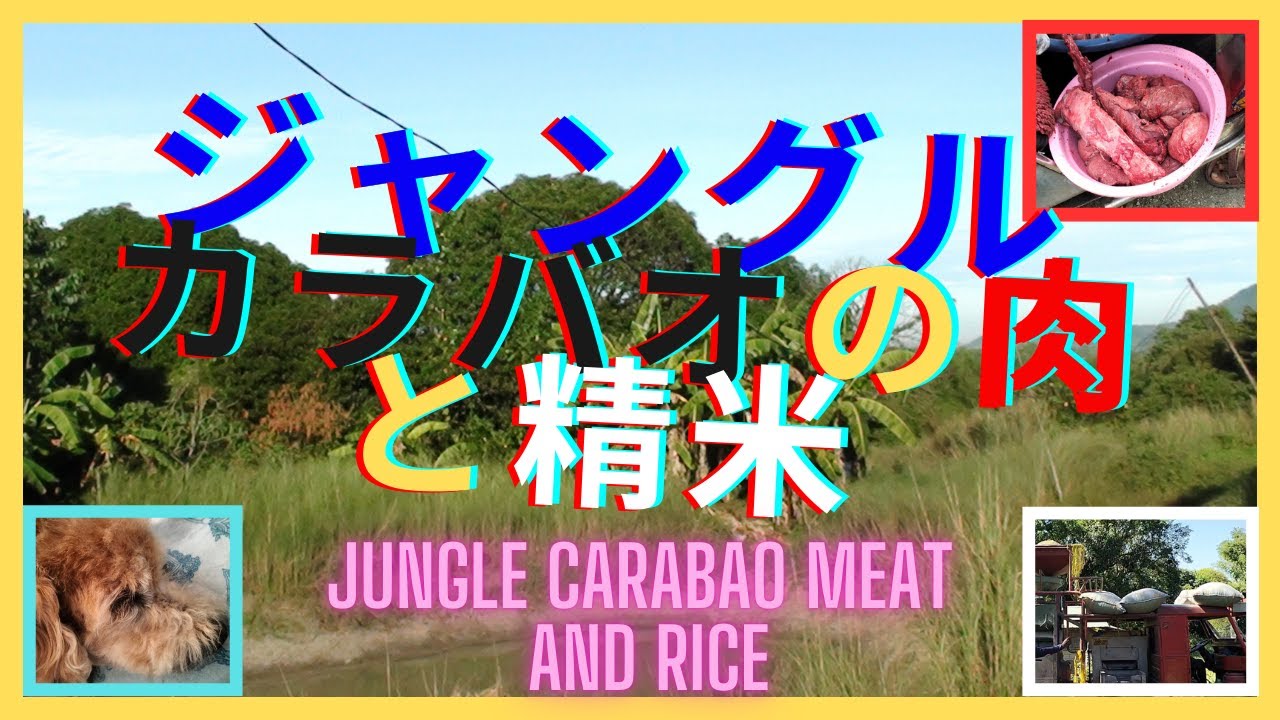 ジャングルカラバオの肉と精米　Jungle Carabao Meat and Rice