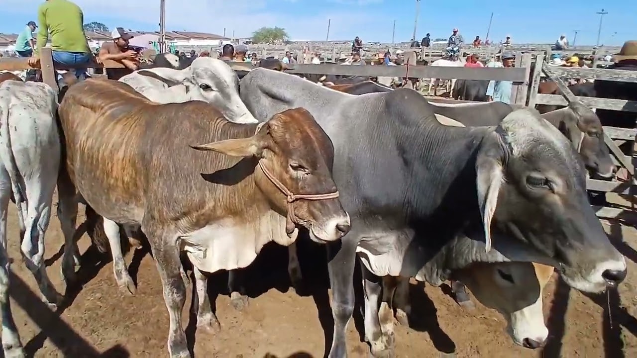 FEIRA DO GADO EM CAPOEIRAS PERNAMBUCO 20 de mar&ccedil;o de 2026