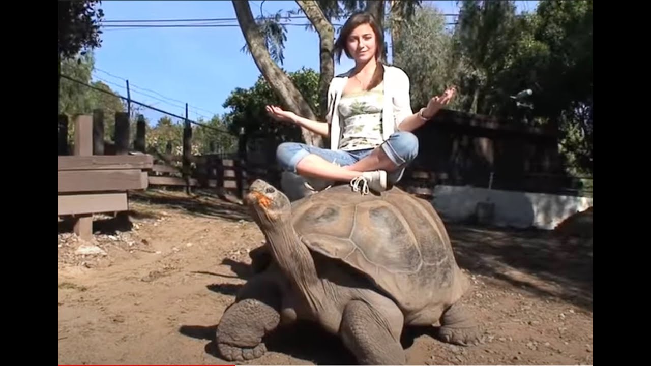 Turtles and Tortoises