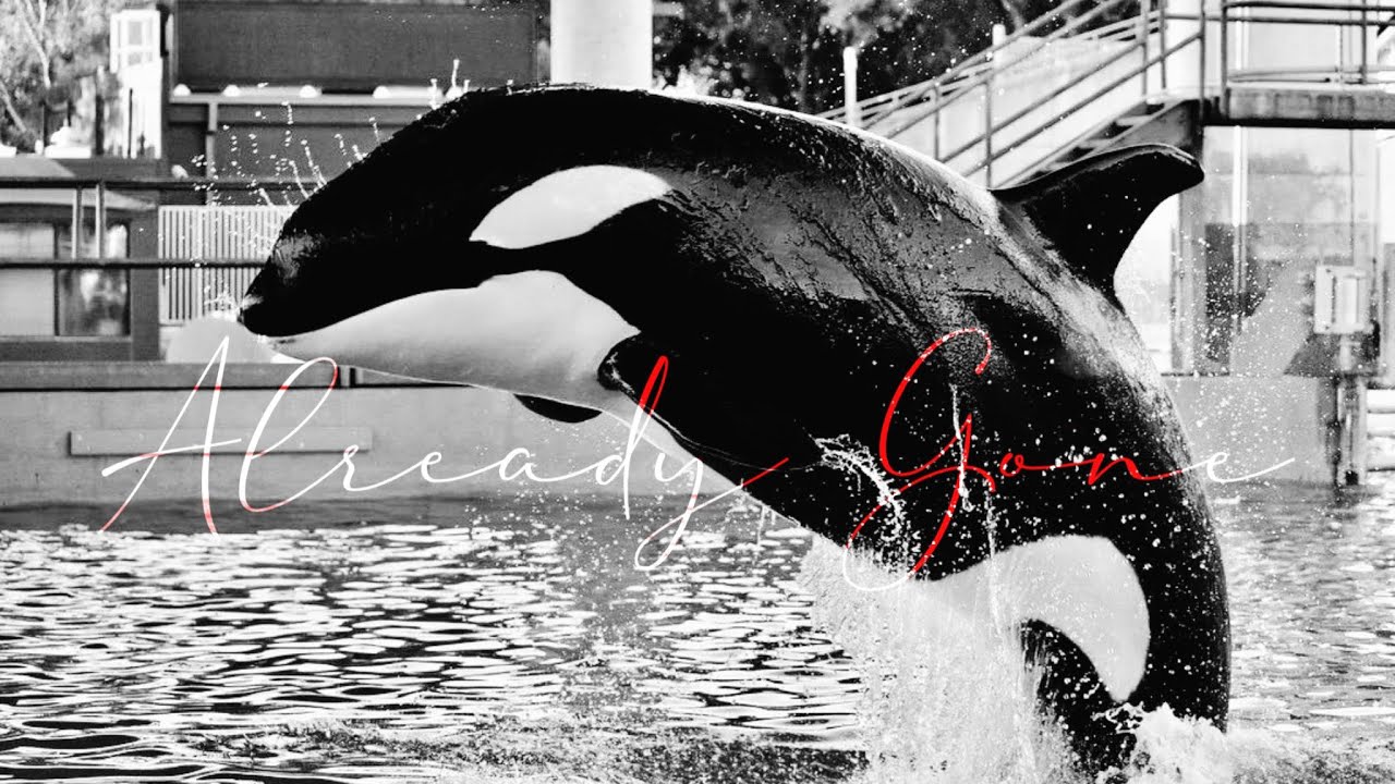 ˚ʚ♡ɞ˚ In loving memory of Kamea.