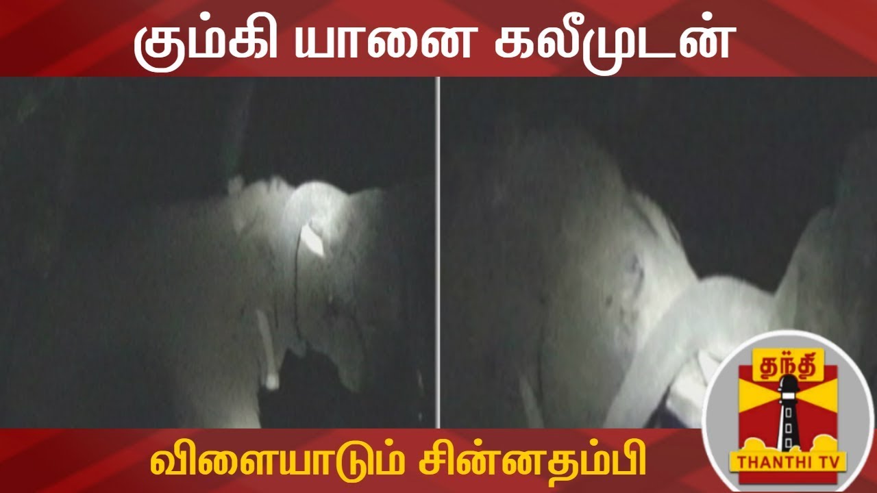 கும்கி யானையுடன் விளையாடும் சின்னதம்பி | Chinna Thambi | #Kumki