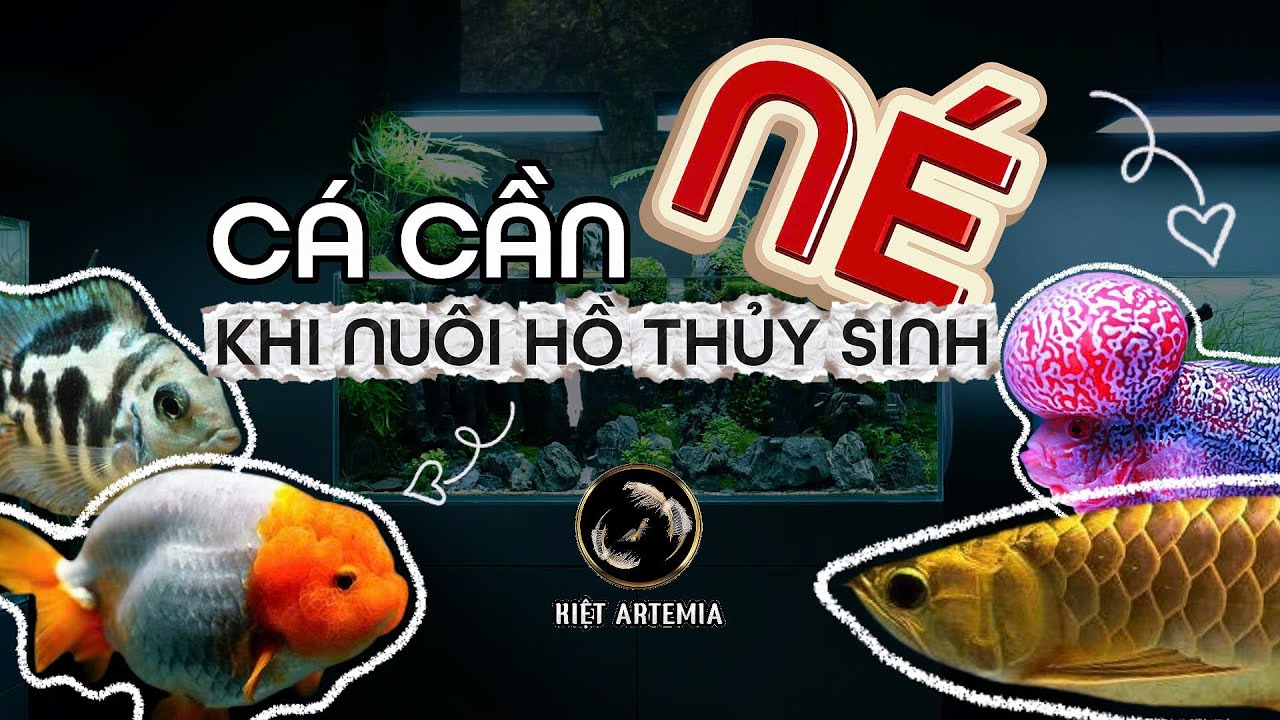 Sự Thật Về 5 Loài Cá Cực Đẹp Nhưng KHÔNG NÊN NUÔI Trong Hồ Thủy Sinh