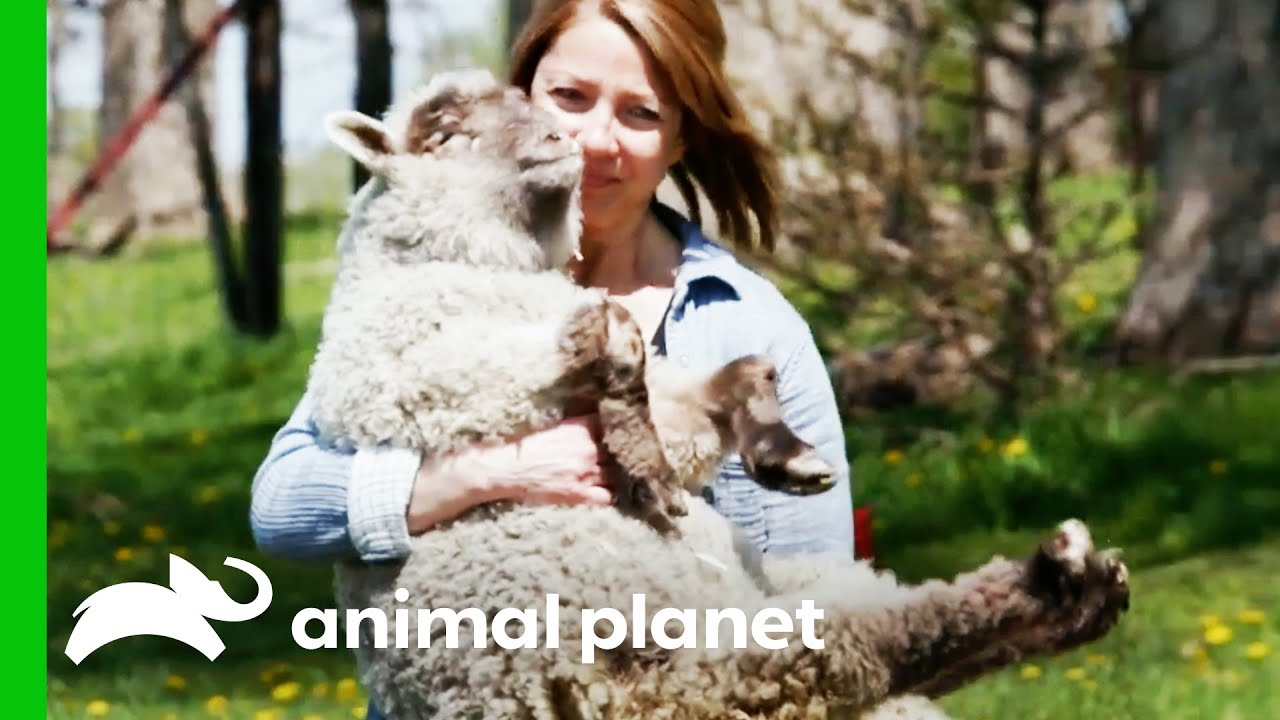 Saving This Blind Lamb That Needs Surgery To Be Able To Walk | Saved By The Barn