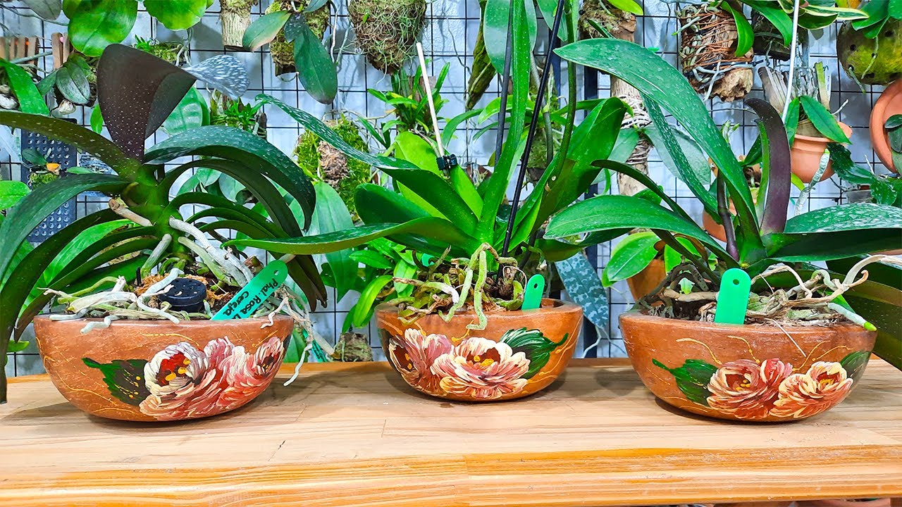 Como PLANTAR ORQUÍDEA em VASO de BARRO USANDO O ISOPOR
