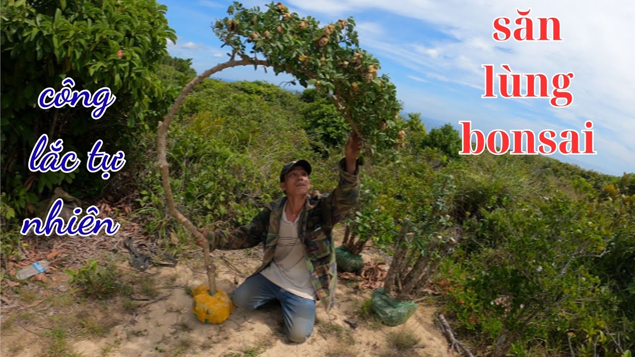 săn lùng những cây bonsai có dáng thế đẹp ngoài tự nhiên