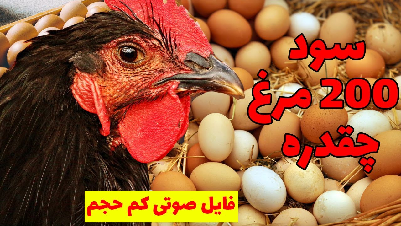 سود 200 مرغ تخمگذار بومی چقدره نسخه کامل
