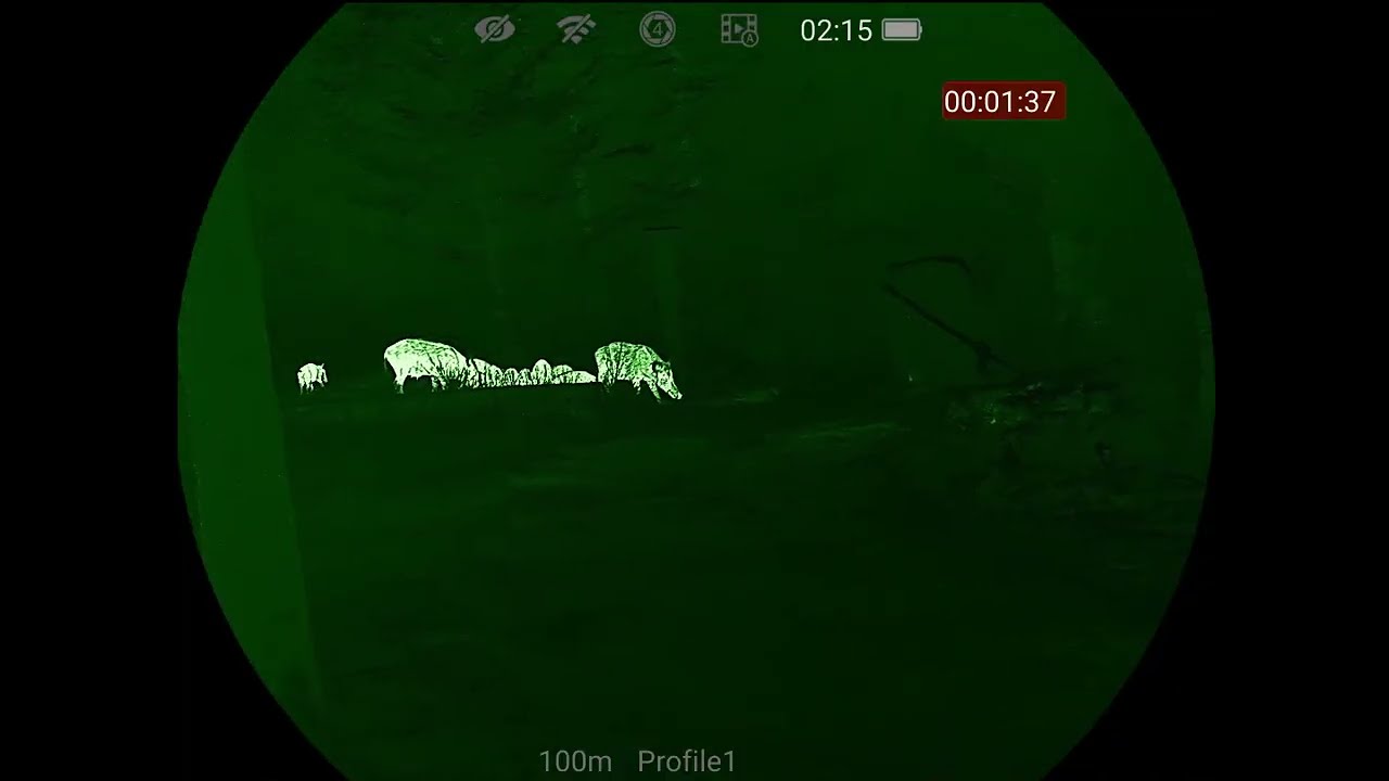 Einige Wildschweine mit Nocpix Mate gesehen