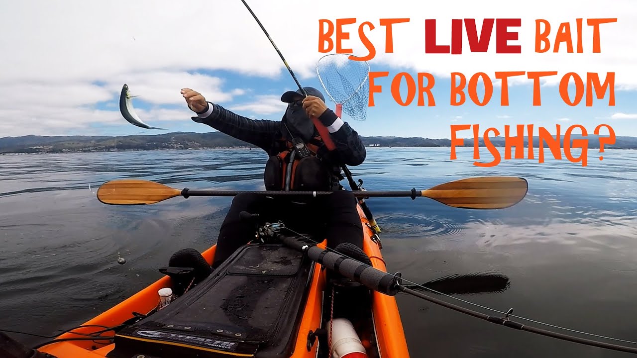 Halibut and Lingcod Fishing with Fresh Caught Live Bait
