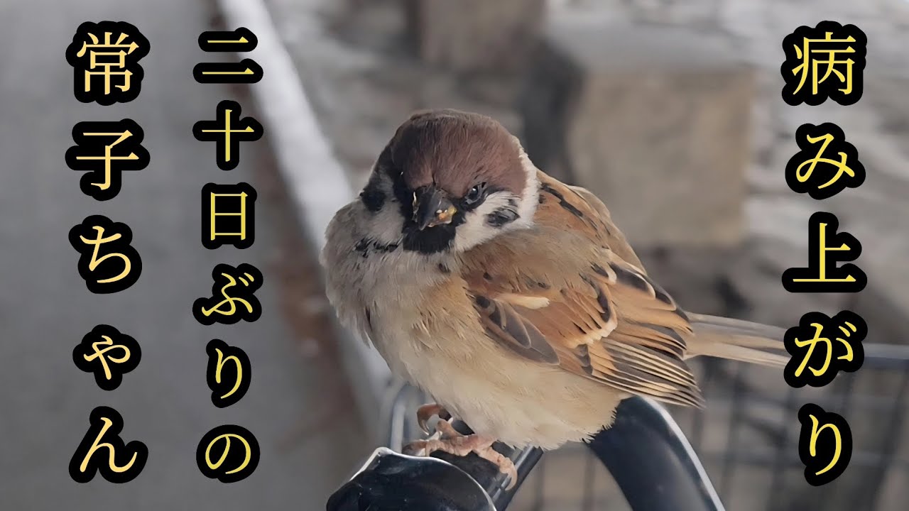 体調崩して二十日ぶりに会いに行きました　【すずめ日記】