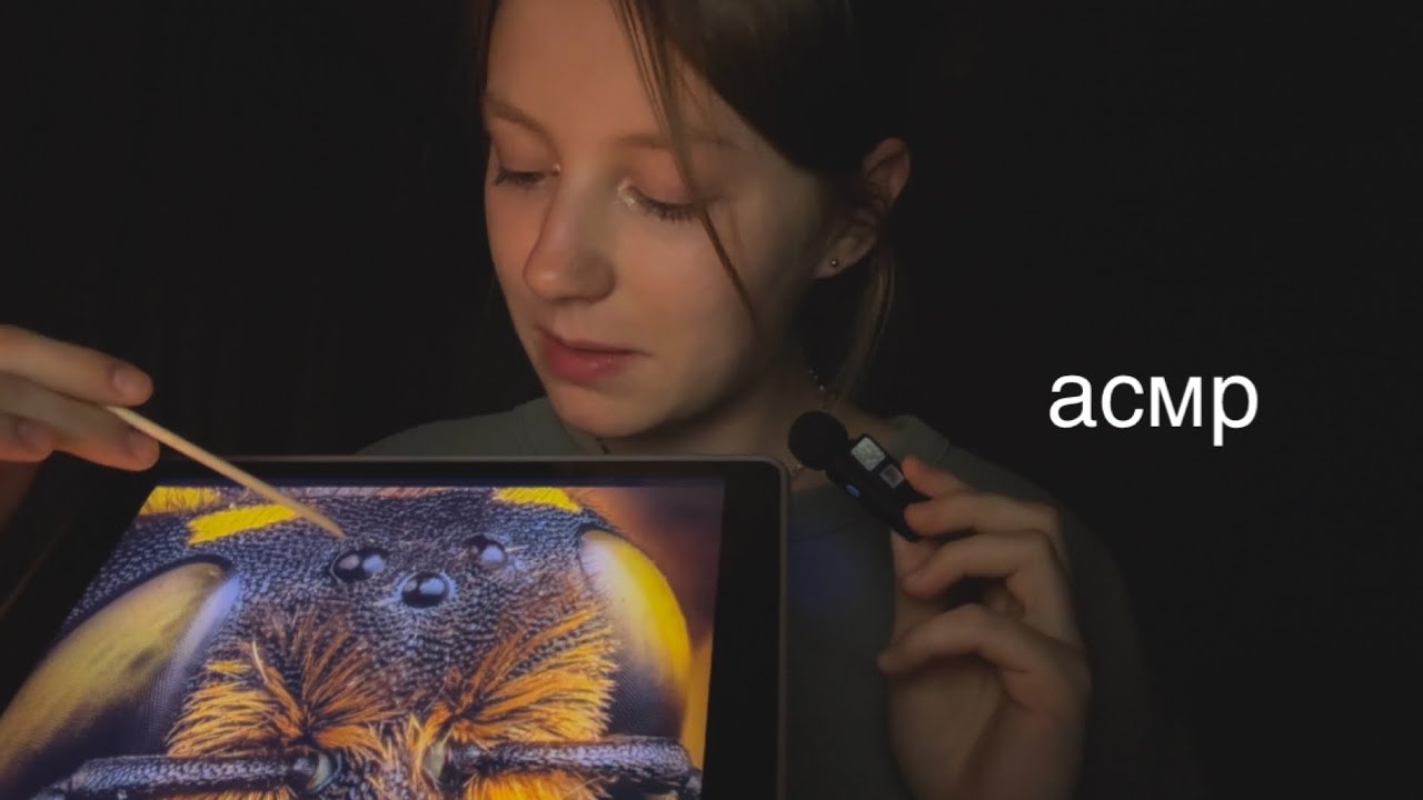 асмр | рассказ про пчёл | шепот 🐝