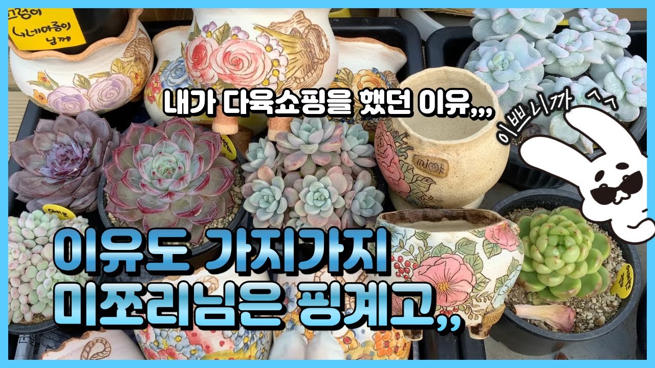 260118[구름다육언박싱] @미쪼리다방succulentplants 님 판매방송🎉 다육쇼핑의 자리합리화 다육이를 사야하는 이유도 가지가지 입니다 ㅎㅎ