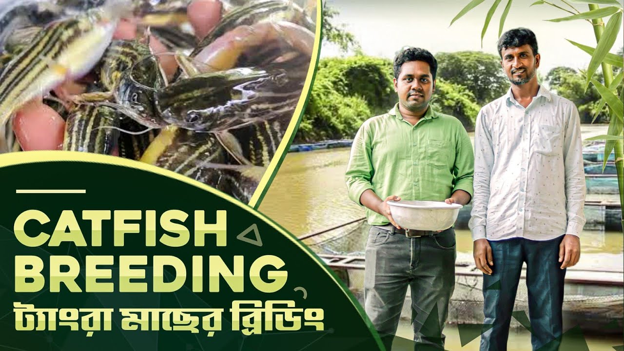 ট্যাংরা মাছের ব্রিডিং Practical | CATFISH BREEDING | FISH Breeding | Fish Farming