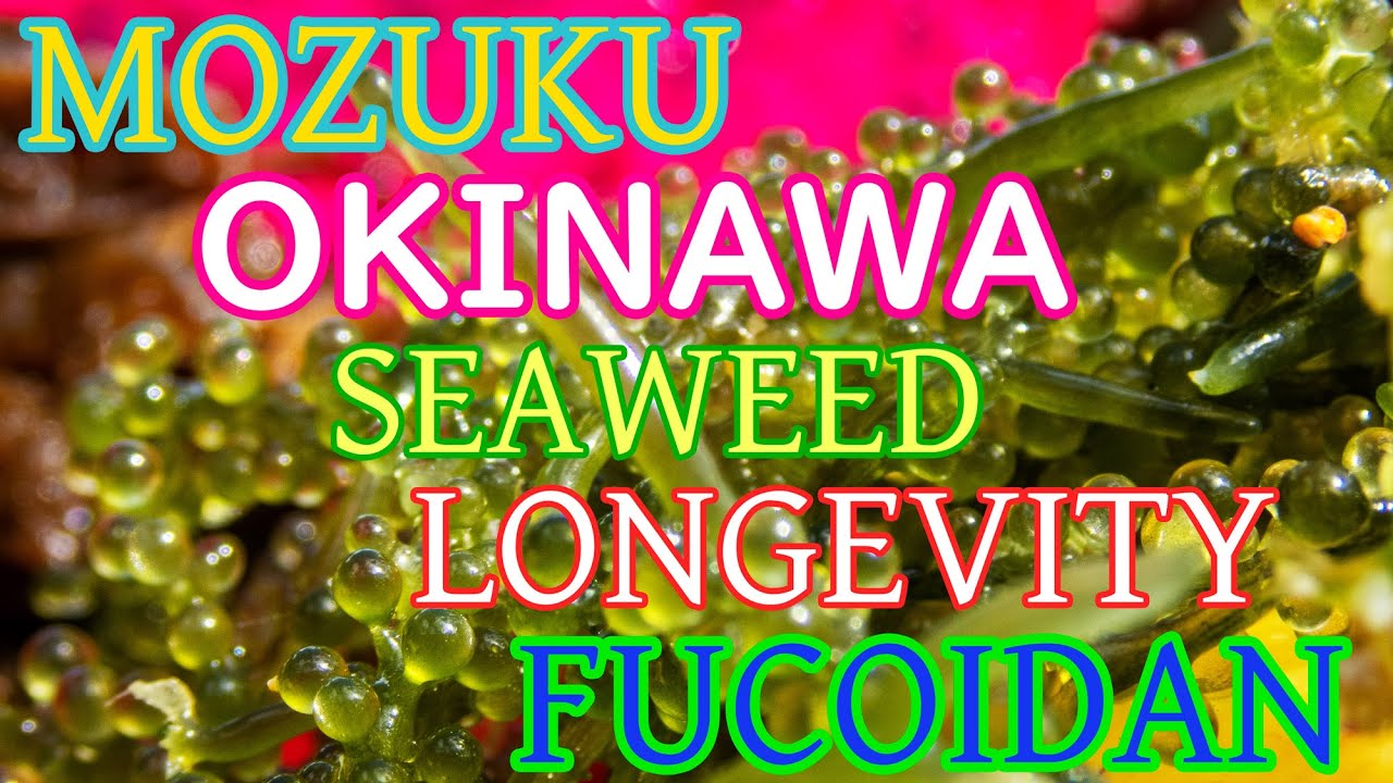 Okinawa Longevity Secrets - Mozuku Seaweed - Ikiru Fucoidan 45gram