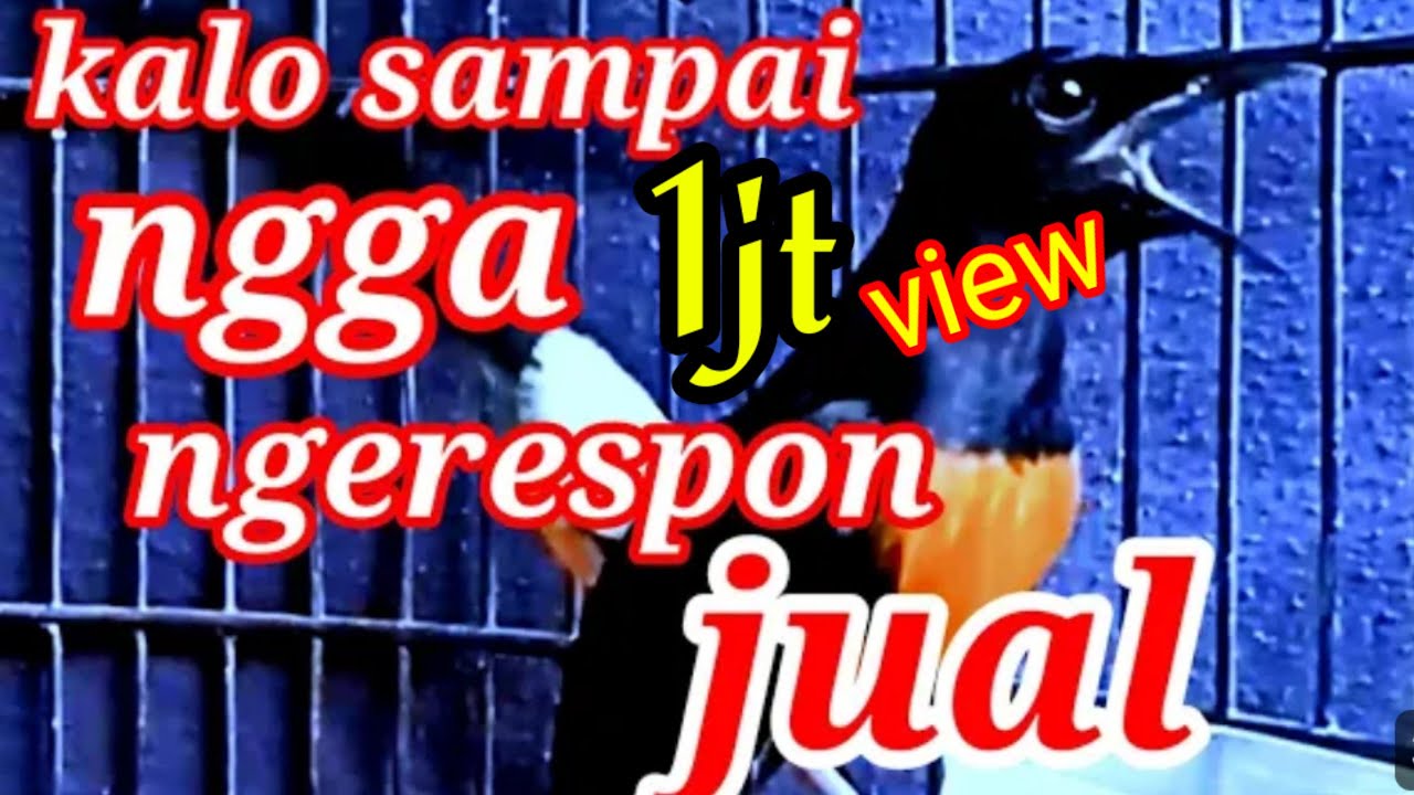 PANCINGAN MURAI BATU FULL ISIAN