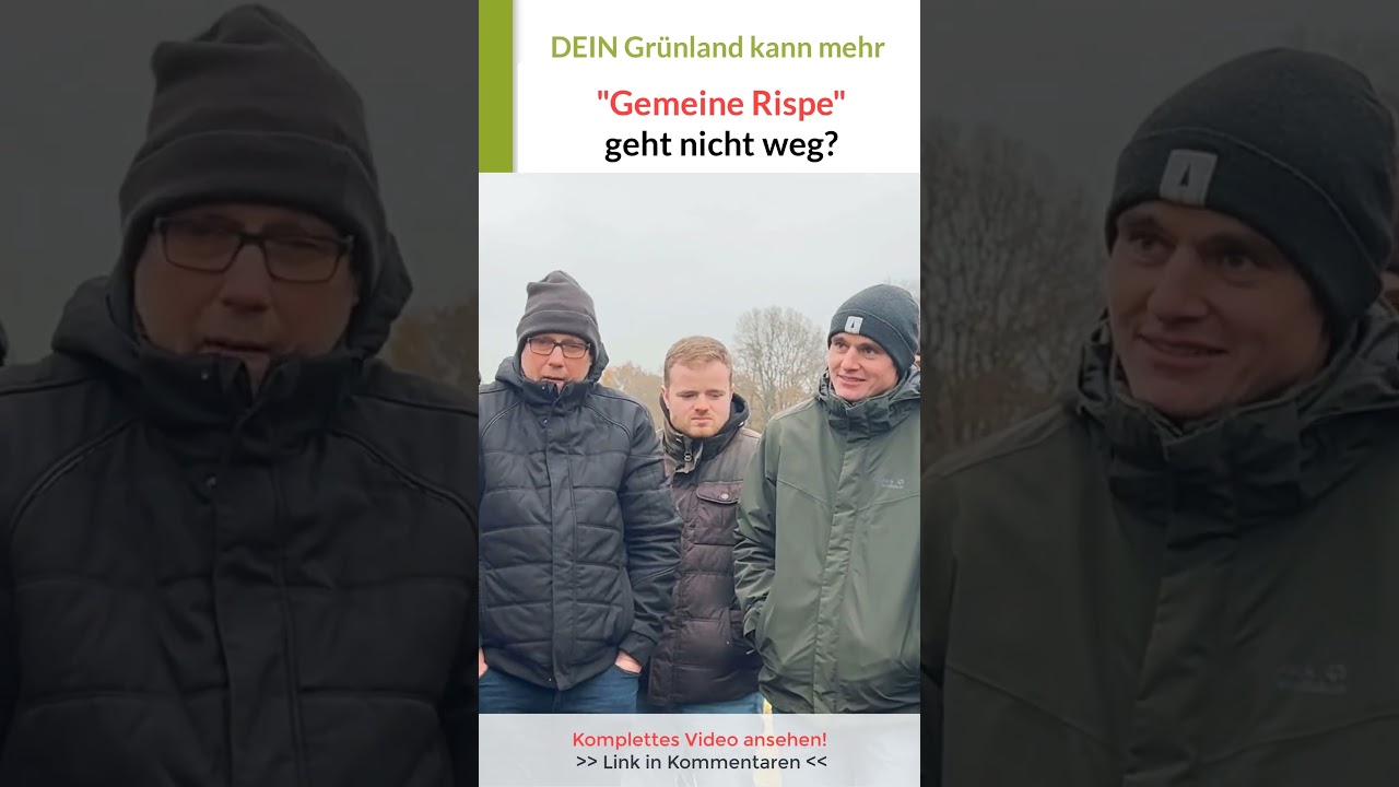 Gemeine Rispe geht nicht weg! WAS ist der Grund? Live-Gr&uuml;nlandtag Hans Koch #gr&uuml;nland