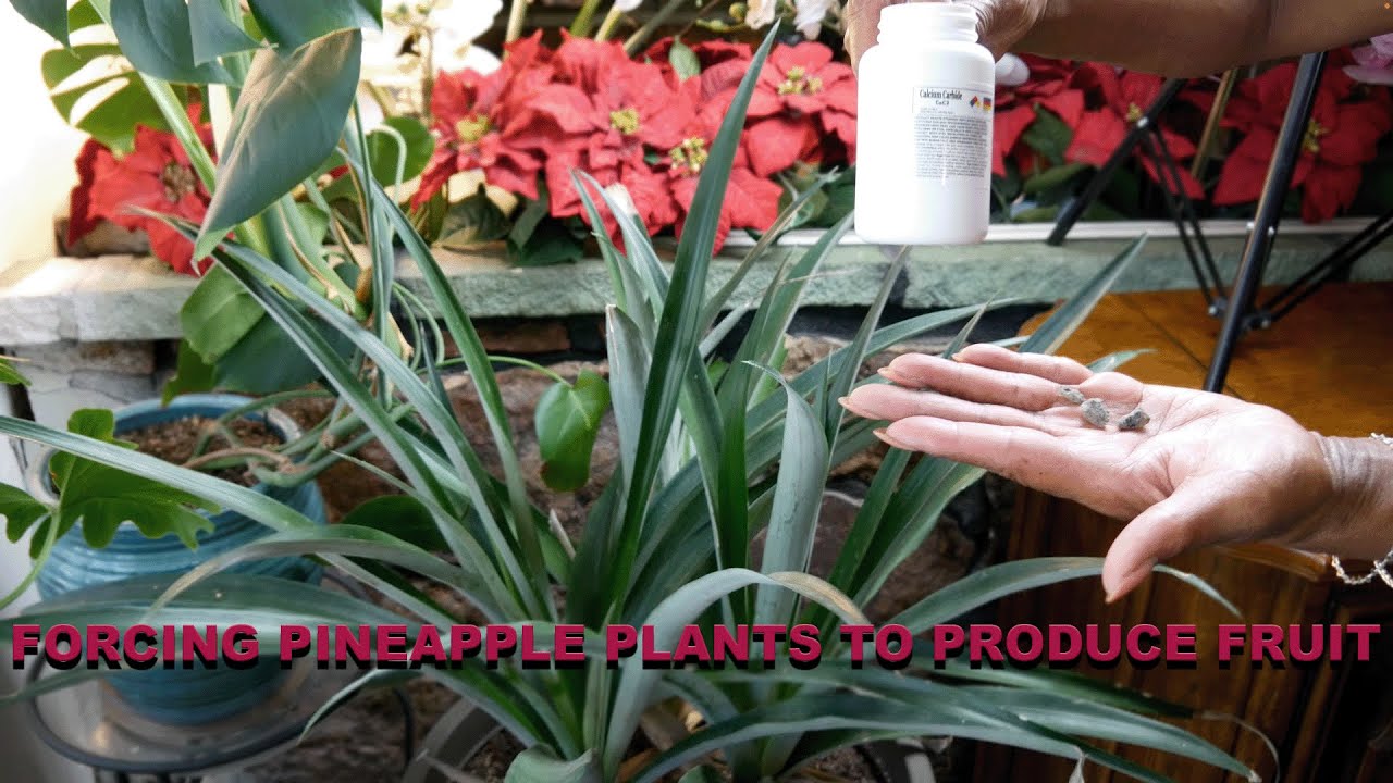 Yes! You Can Force A Pineapple Plant to Produce Fruit