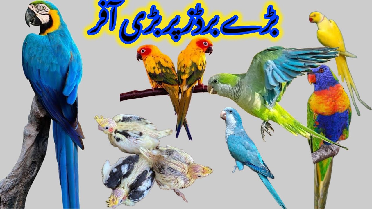 Mashallah baray Birds par Bari Offer / Tamed Birds par Mazaydar Offer