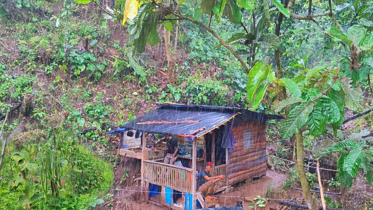 Hidup Bahagia Di Pondok Hutan 🌲 Memanen Sayuran Sisa Di Kebun Sayur 🥬 Diguyur Hujan Deras Sore Hari
