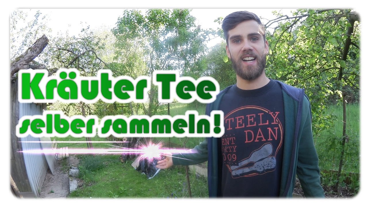 Kräutertee selber machen | (Wild-) Kräuter Sammelzeit!