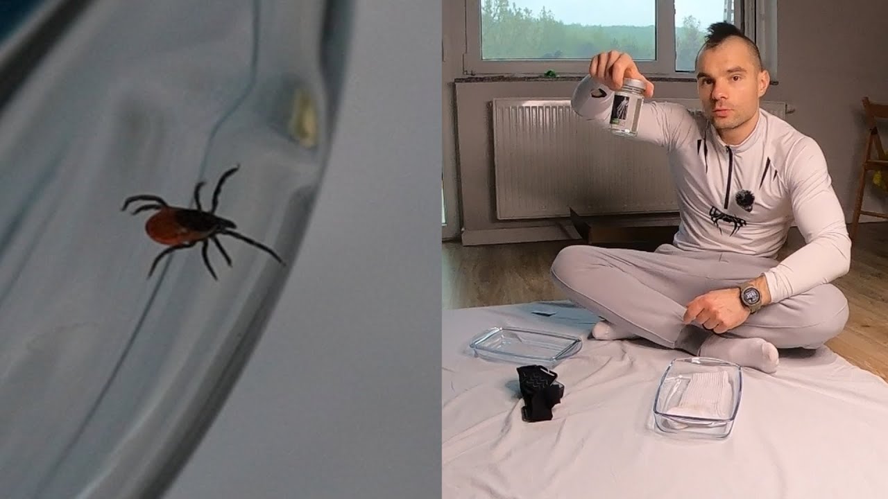 Jak Permetryna działa na kleszcza?