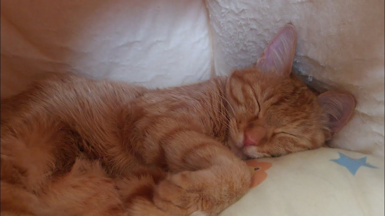 バレンタイン　デー　2026 （忘れてました）#cat #cute #cutecat #orangecat #猫 #かわいい #かわいい猫 #茶トラ #癒し #love 　