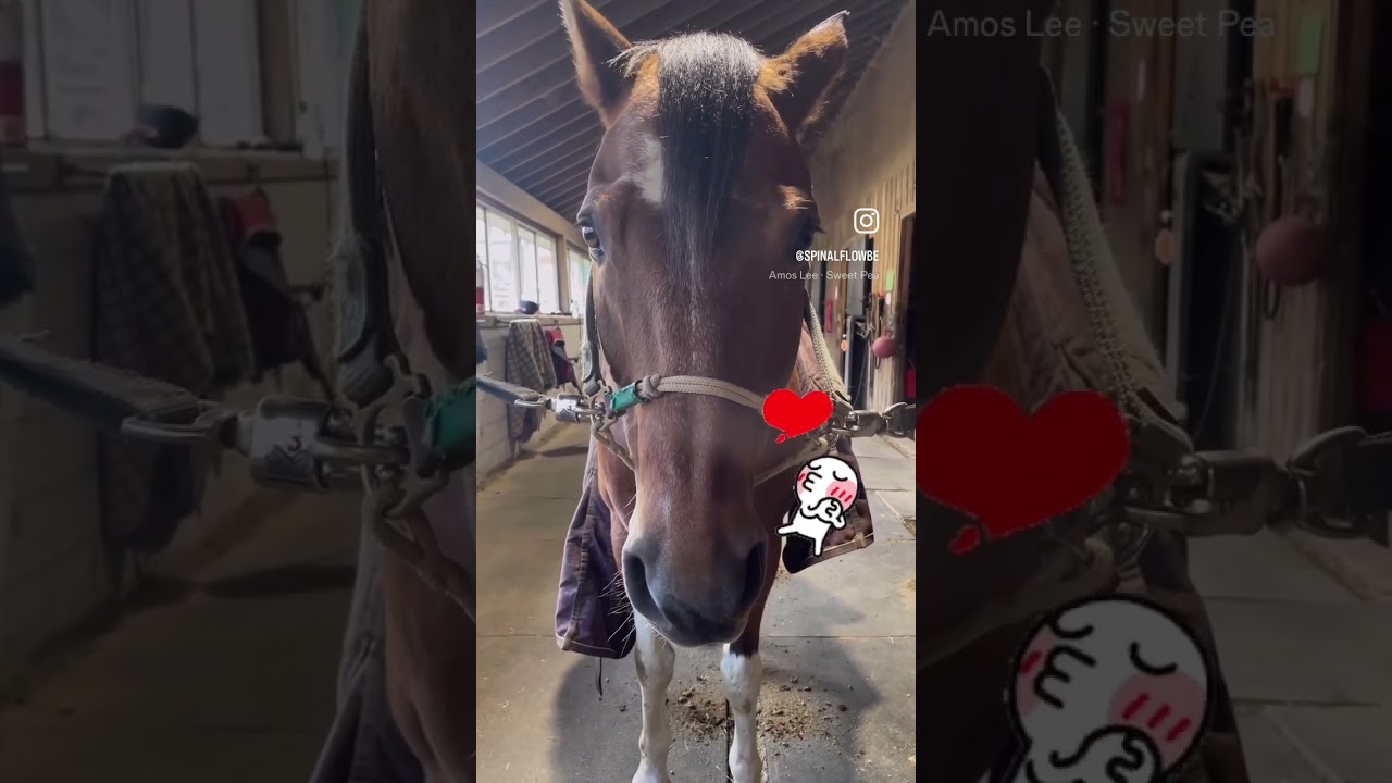 🐴 **Why Working with Horses is So Relaxing** 🌿✨