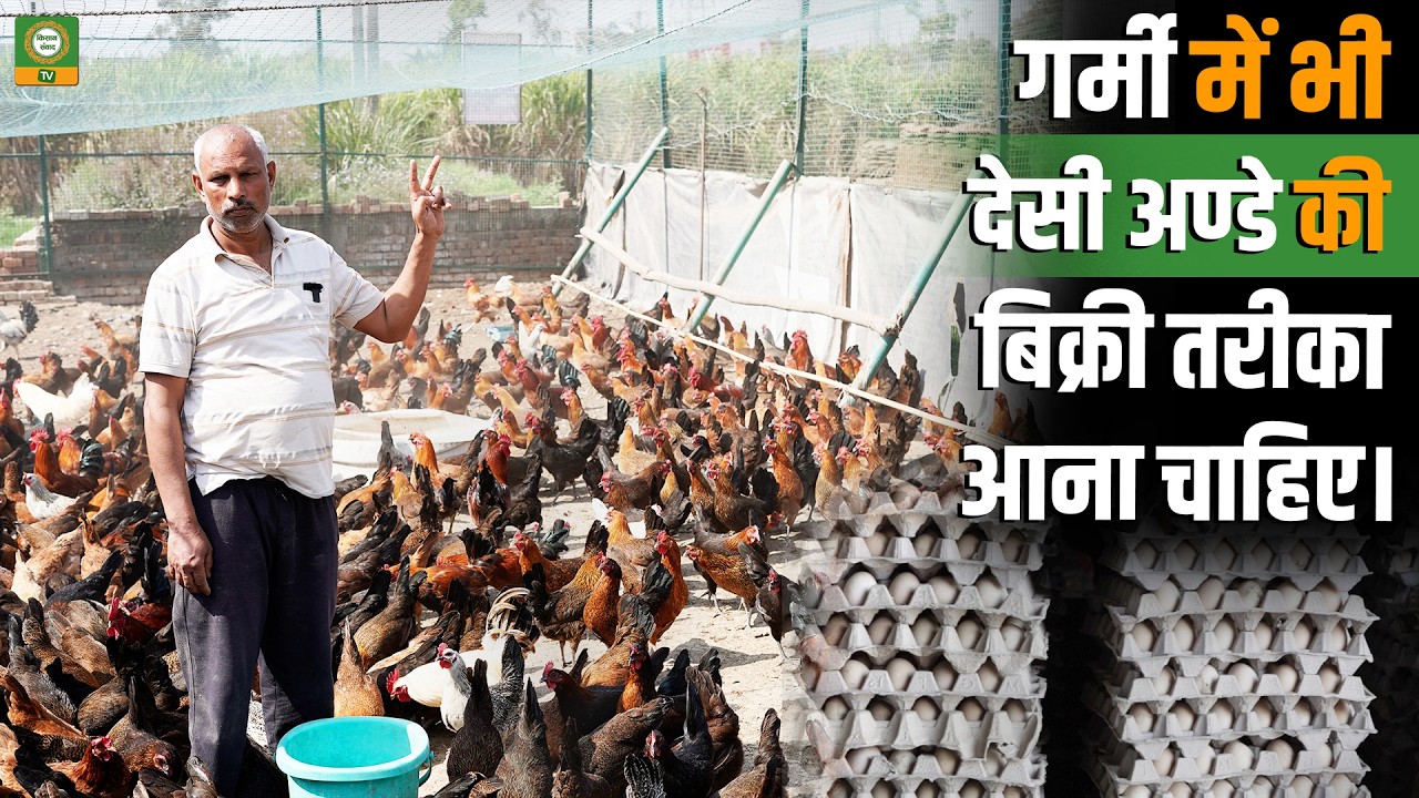 गर्मी में भी देसी अंडे की जबरदस्त बिक्री कैसे करें? | Poultry Business Tips