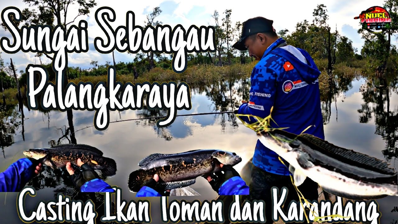 Casting Ikan Toman di Sungai Sebangau