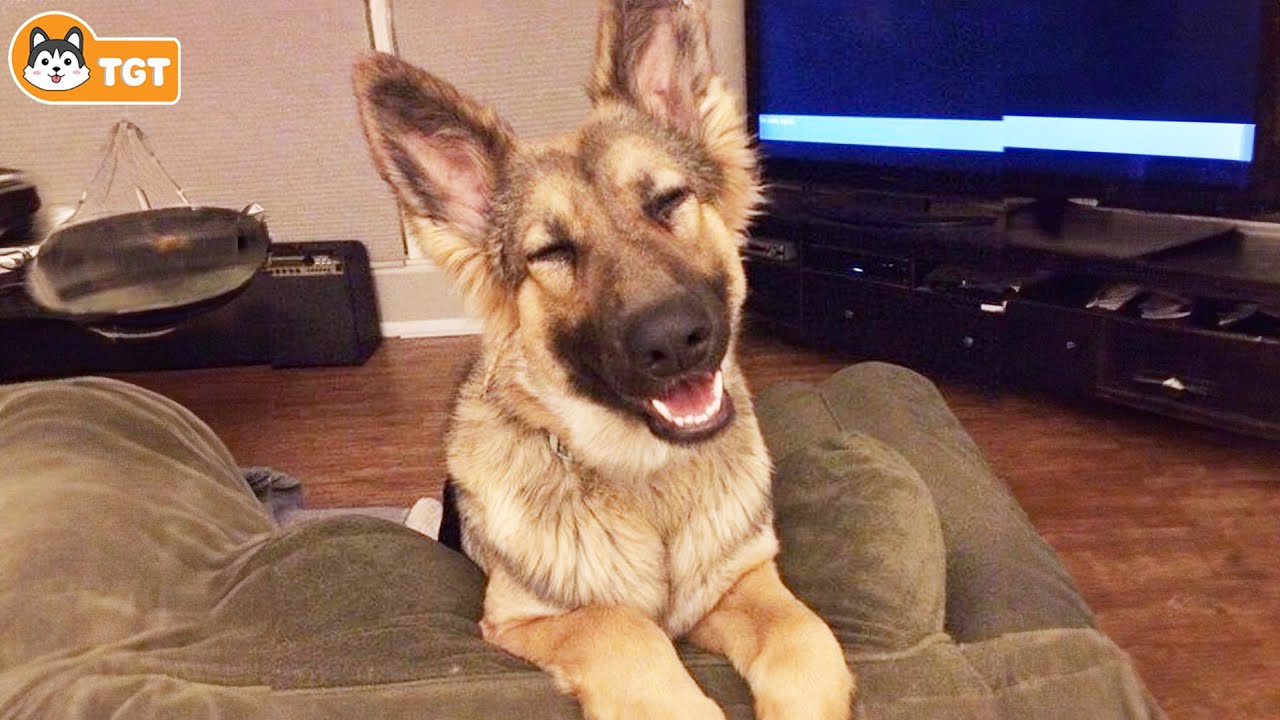 Funny GERMAN SHEPHERDS Will Make You Laugh More Than You Think🤣🤣NEW Funny Dog Videos #1