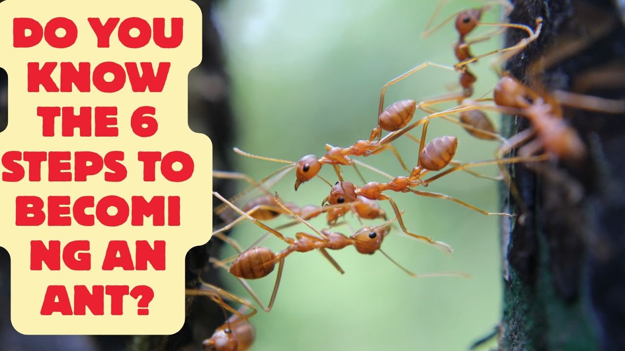 Do you know the 6 steps to becoming an ant? #useAI