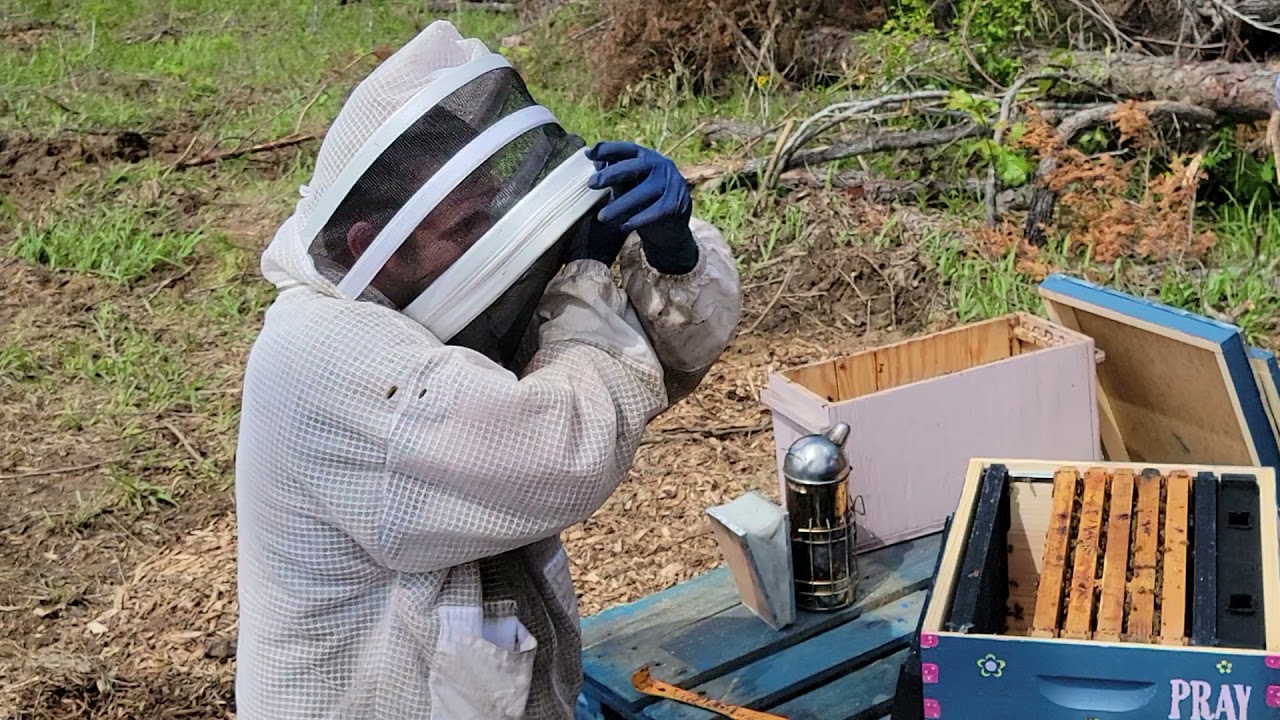 How to add bees to an existing bee hive.
