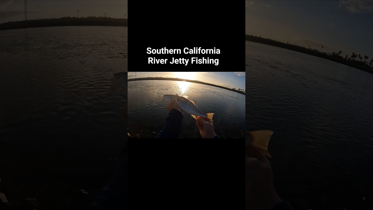 GREAT size on this YELLOWFIN croaker caught in a RIVER jetty!