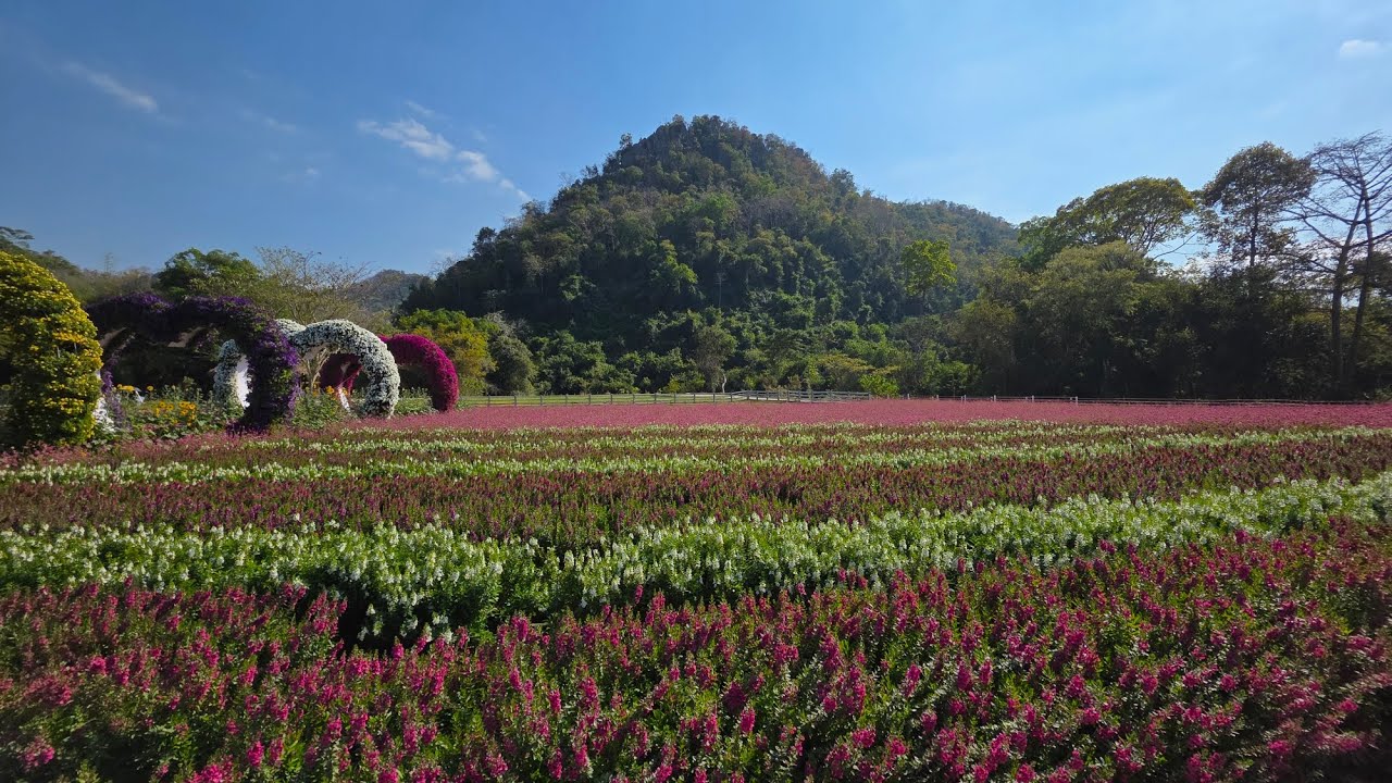 Hokkaido Khaoyai 2569(2026)