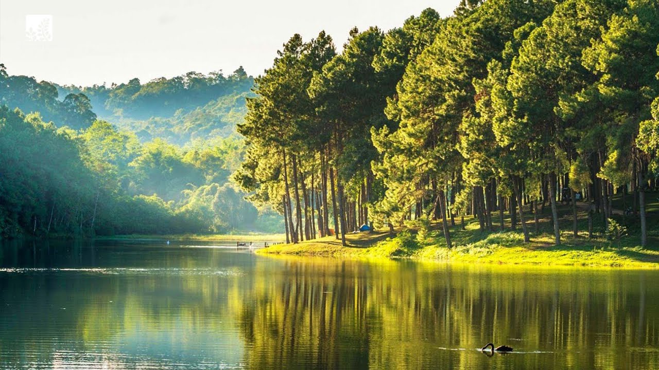 Relaxing music 🌿 healing music for mind and heart | Attract Positive energy | Deep Sleeping Music