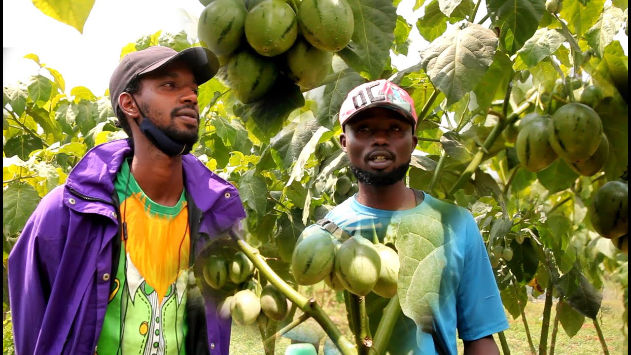 IBINYOMORO:Urubyiruko rukora ubuhinzi bw'ibinyomoro rurishimira umusaruro wabo ko uzaba ushimishije