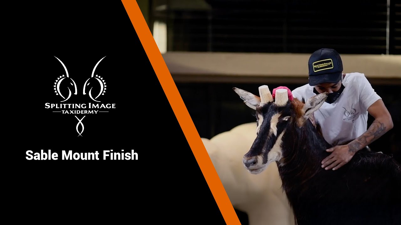 Sable | Mount | Finish | Splitting Image Taxidermy