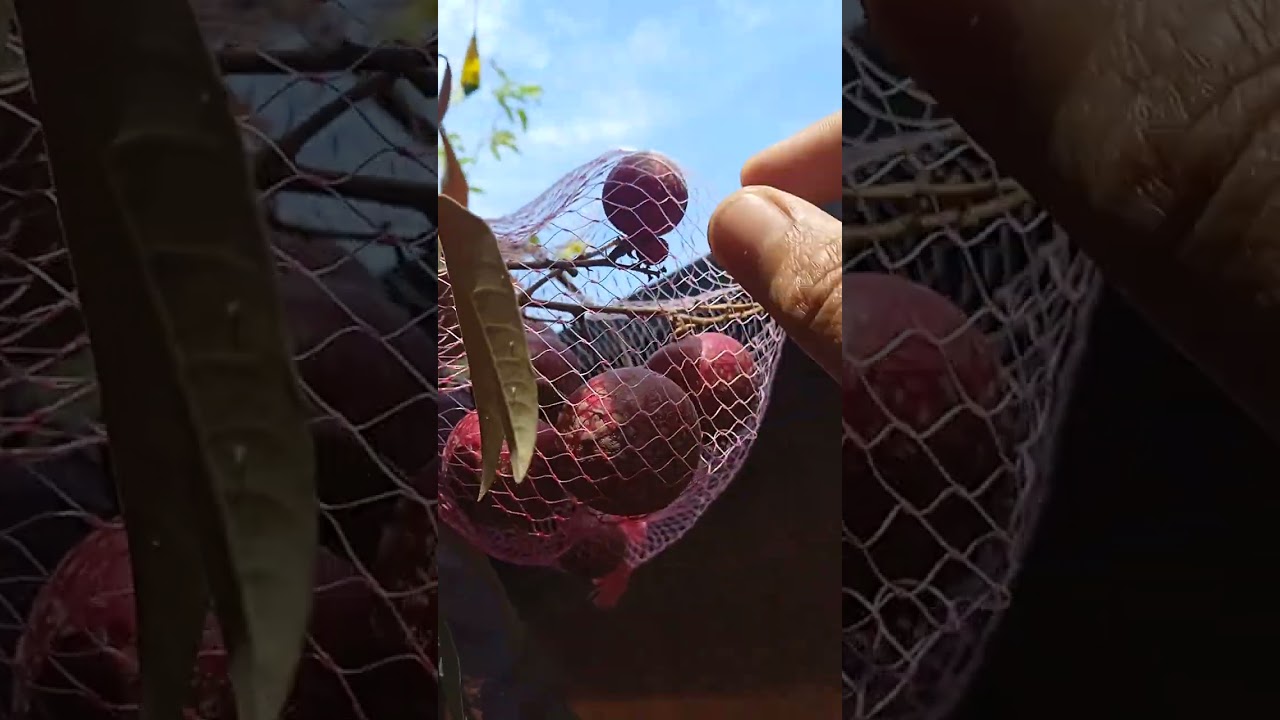Kelengkeng merah berbuah lagi