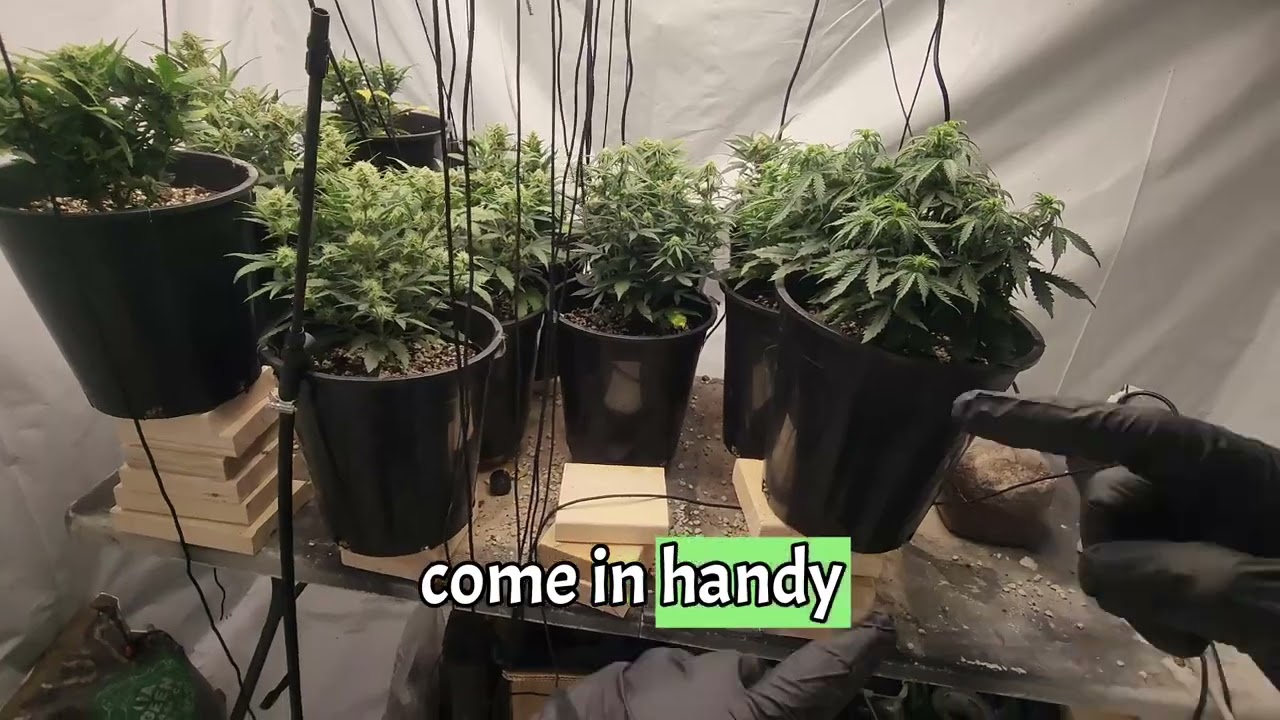 RRF Season 1, First Autoflower Run, Episode 9: Soil/Water PH, How much water, & Soil Temperature.