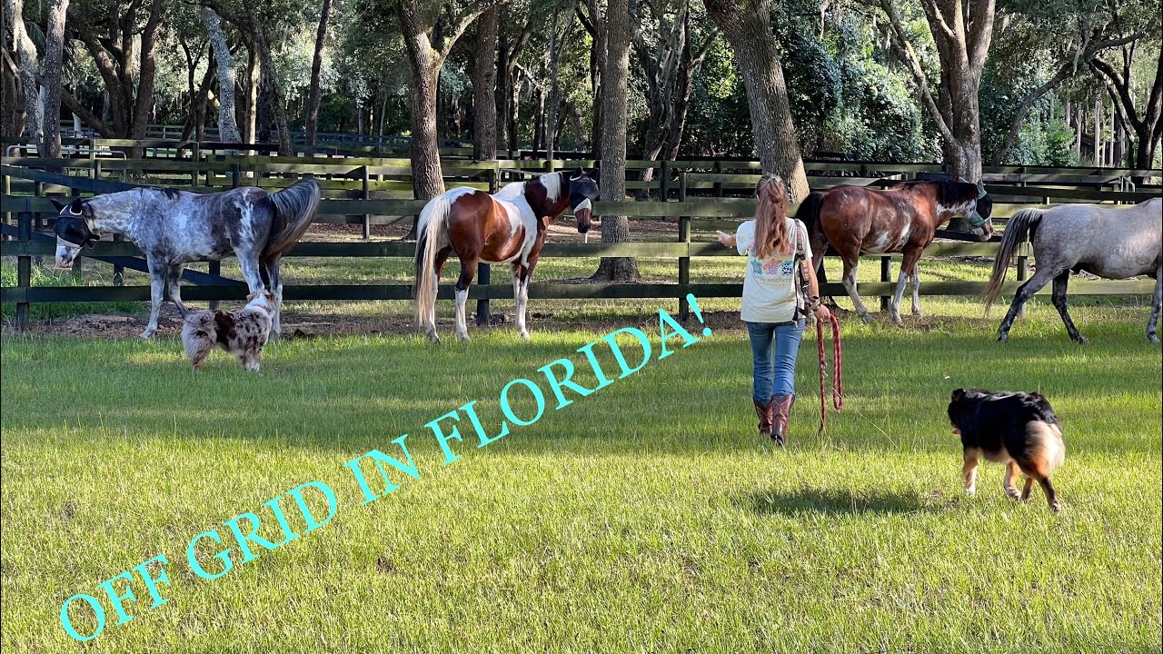 Off Grid in North Central Florida part 2 🍊🌺🐊🌴
