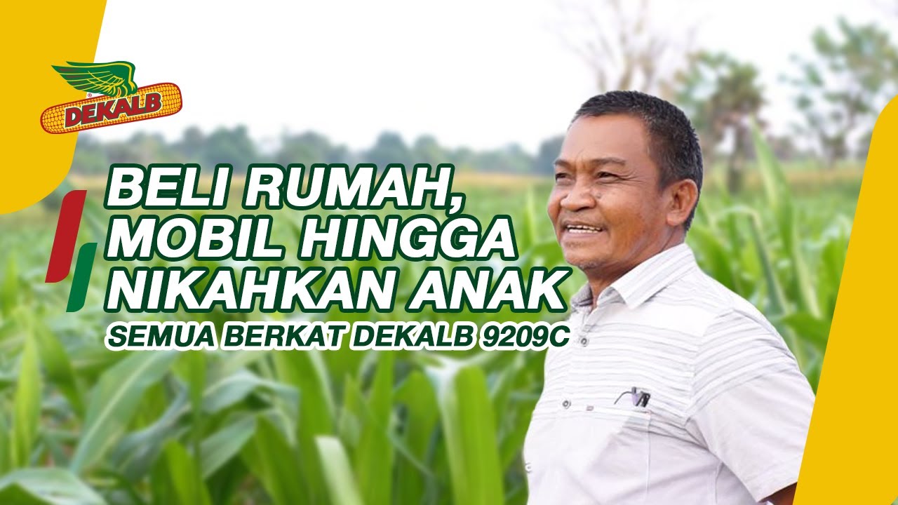 Pernah Terpuruk, DEKALB 9209C Mengubah Hidup Sobat Petani dari Jeneponto!
